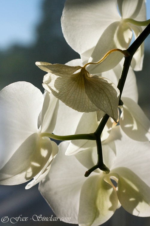 Orchid's Shadow - ID: 13907120 © Fax Sinclair