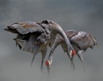 Photography Contest Grand Prize Winner - June 2013: Dance of Love