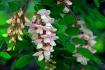 Hanging Blooms