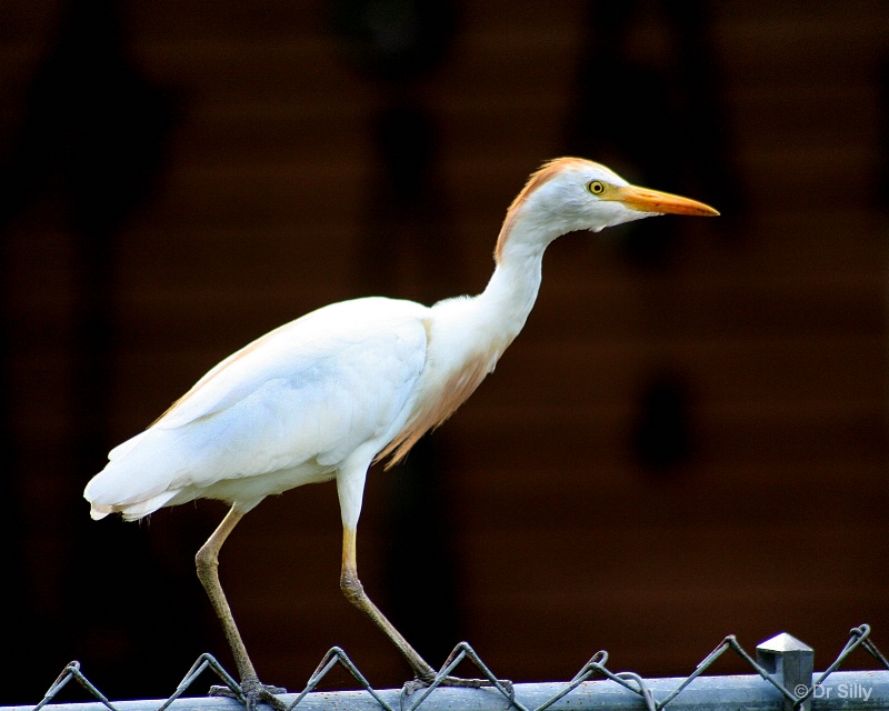 Cattle Egret