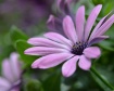 Daisy Hues