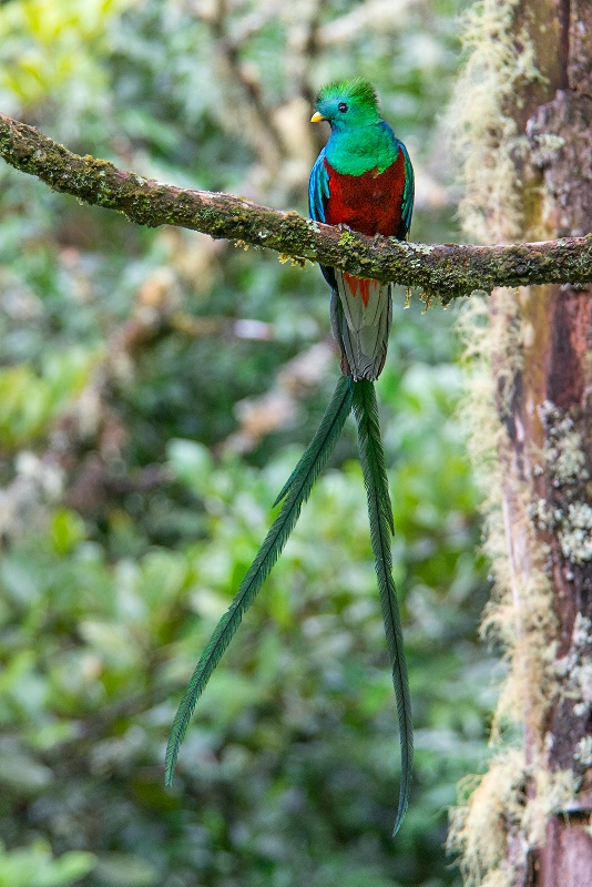 quetzal