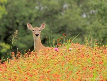 June 2013 Photo Contest 2nd Place Prize Winner