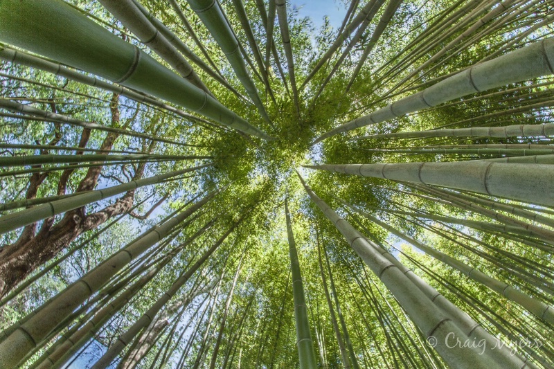 Bamboo Convergence