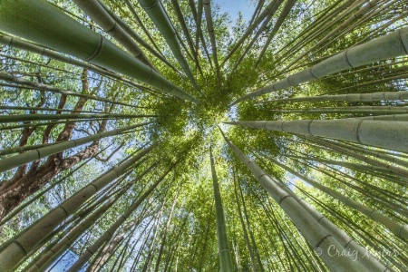 Bamboo Convergence