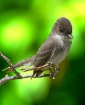 Eastern Phoebe