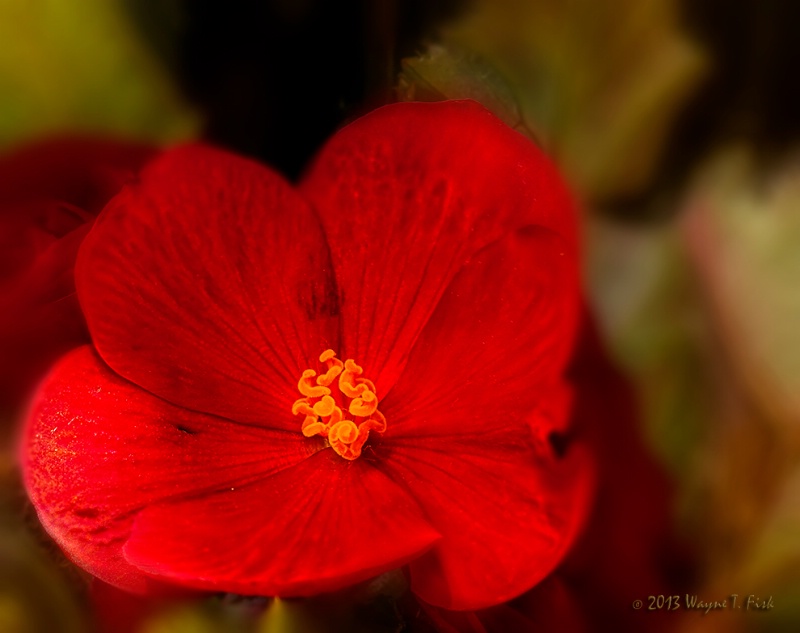 Ruby Begonia