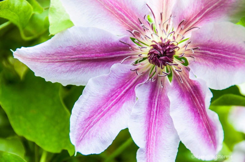 Clematis