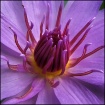 Crowned Lily