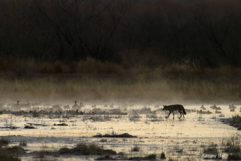 Coyote in morning mist