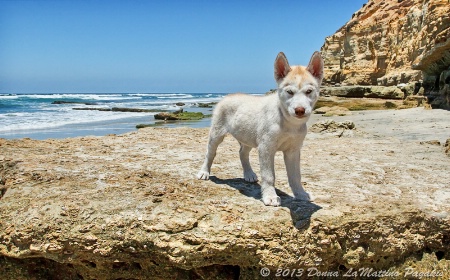 Zelda at Dog Beach 