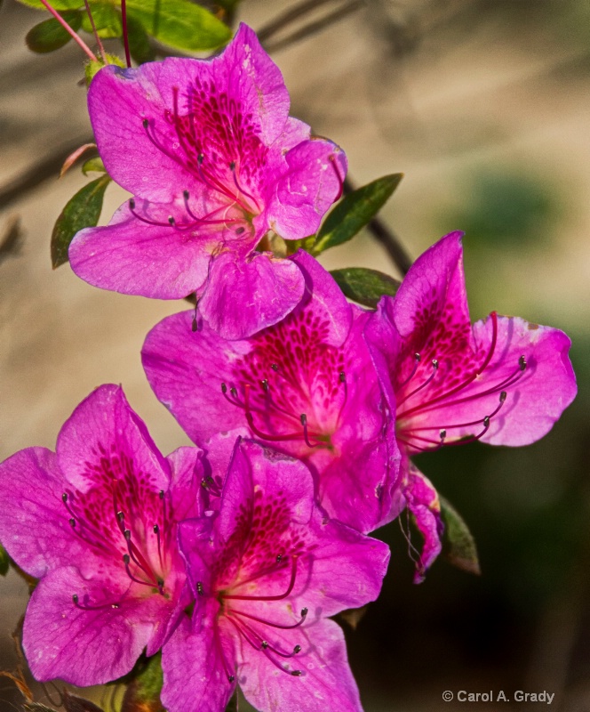 Purple Flowers