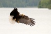 Spread Eagle