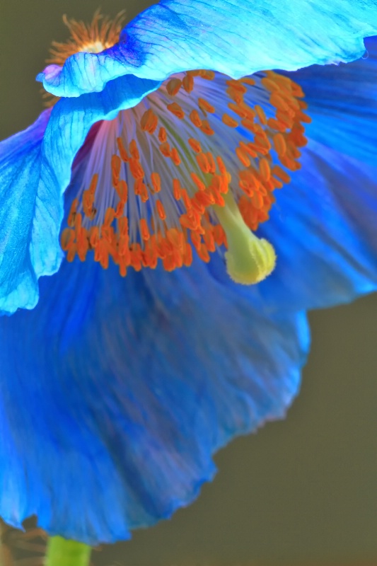 Blue Poppy