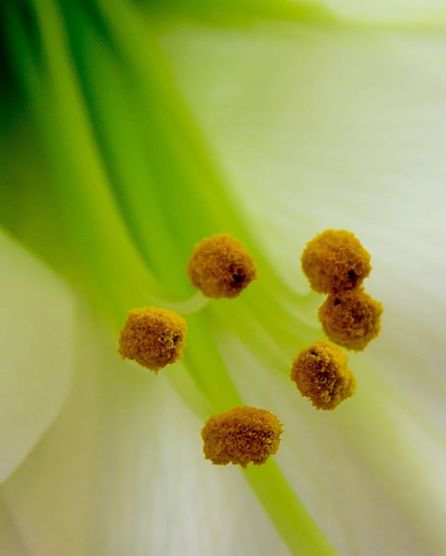 Lily Detail