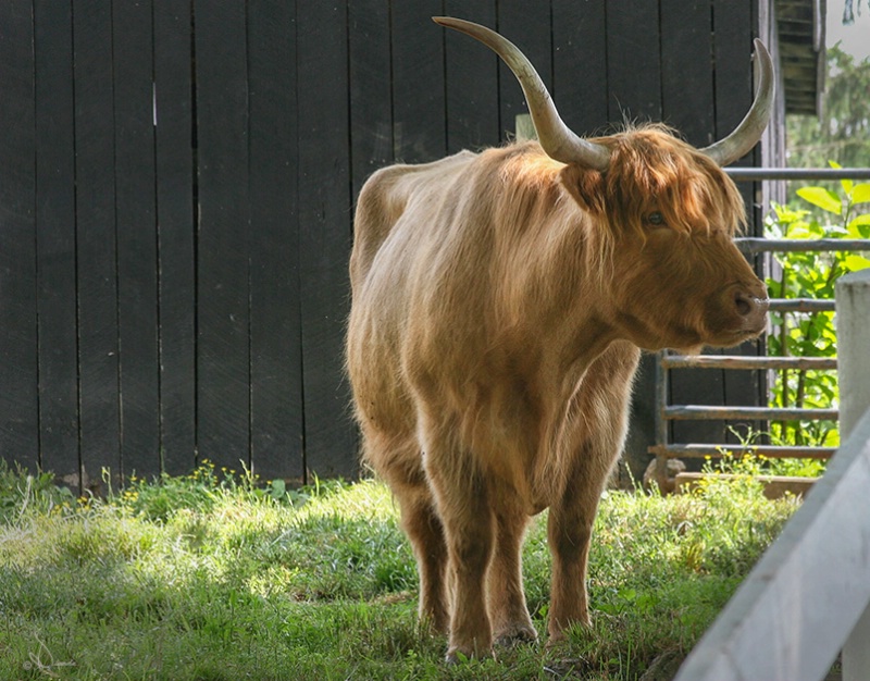 Scottish Highland Cattle