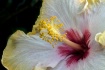 Fancy Hibiscus