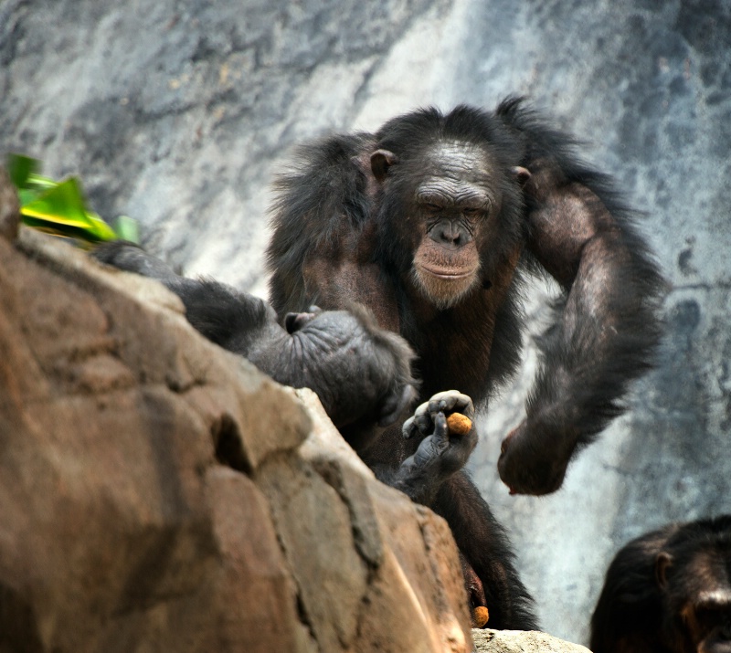 A Chimp on the rampage
