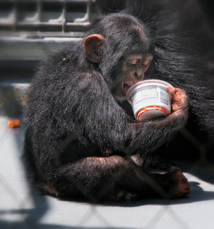 A hungry baby Chimp