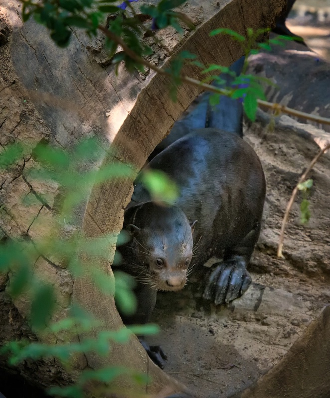 A shy River Otter