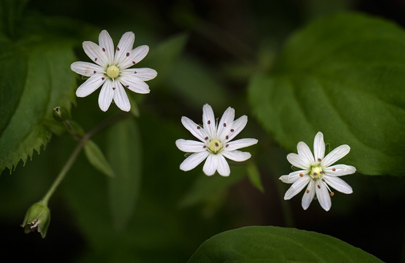 Star Chickweed