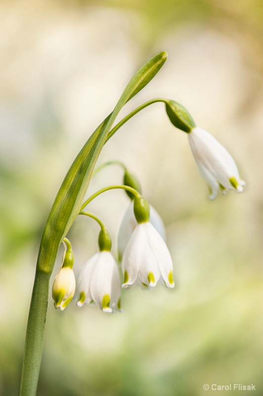 Delicate Snowdrops ~ Longwood  Gardens - ID: 13915934 © Carol Flisak
