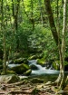 Roaring Brook