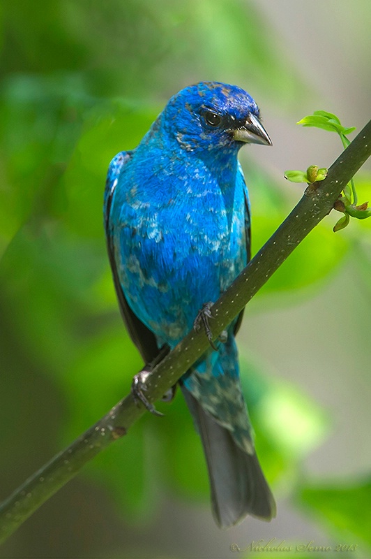 Indigo Bunting 2