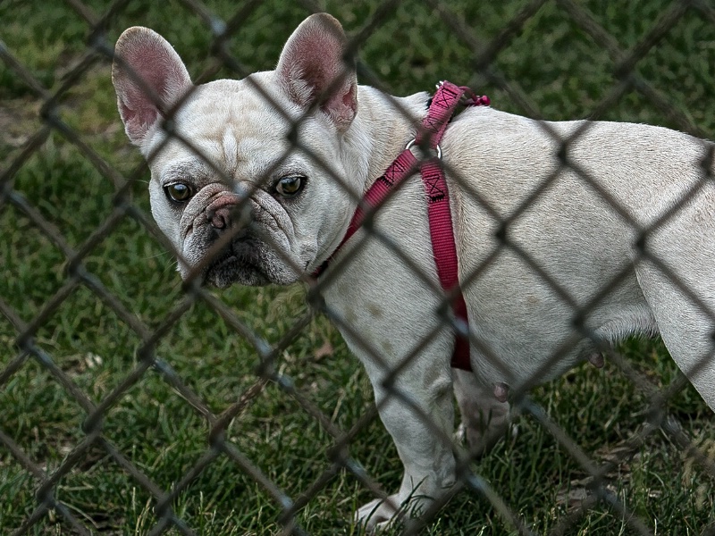 Frenchie  Sidelined