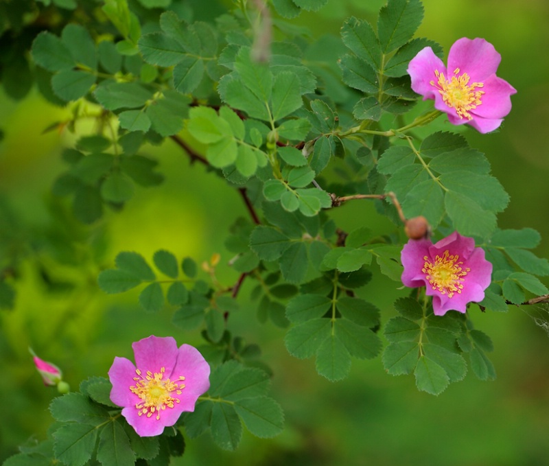 Wood Rose