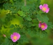 Wood Rose