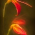 © Carol Flisak PhotoID # 13920135: Fiery Orchid ~ Longwood Gardens