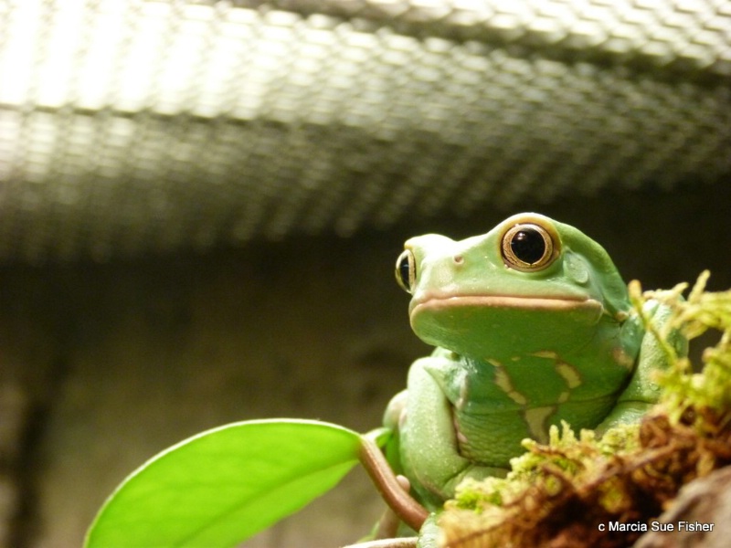 Monkey Frog