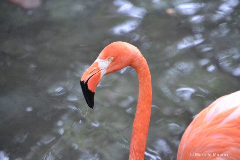 carribean  flamingo