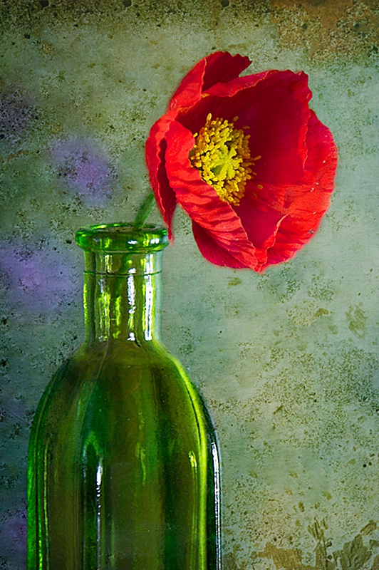 The Red Poppy