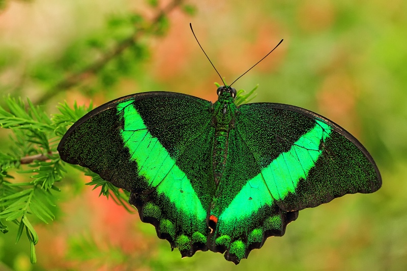 Green Butterfly