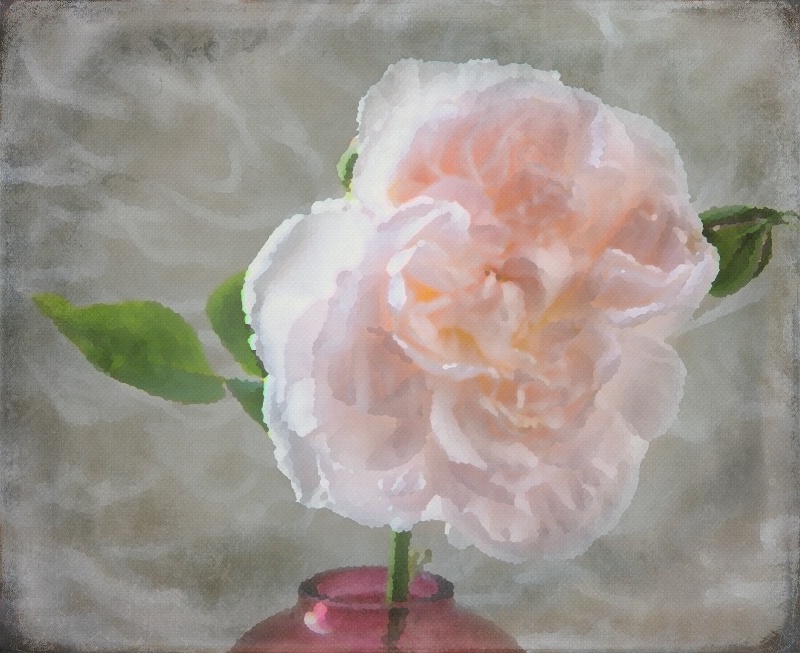 A pastel of an english rose