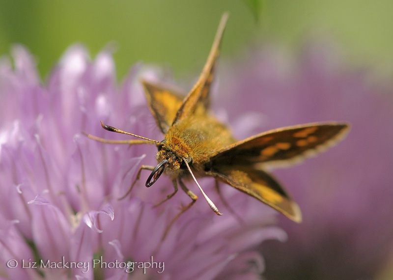 Folded-winged Skipper Butterfly