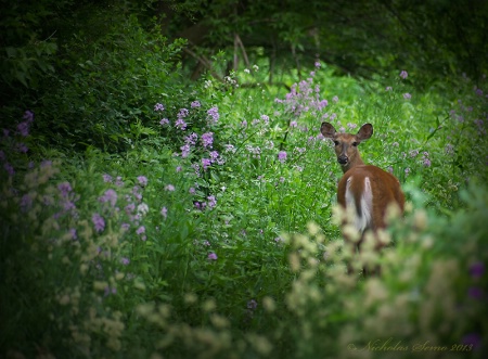 Stop and smell the Flowers