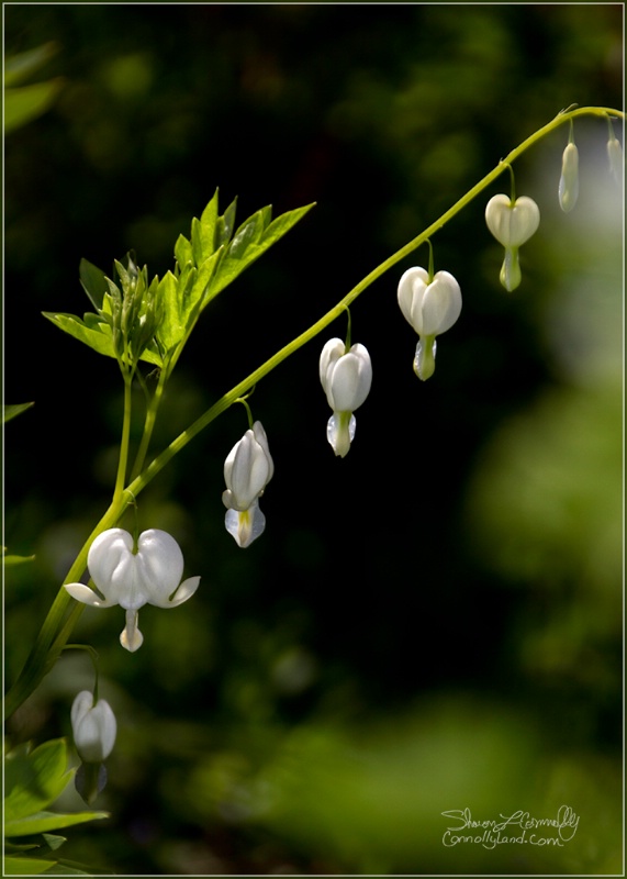 White Bleeding Heart