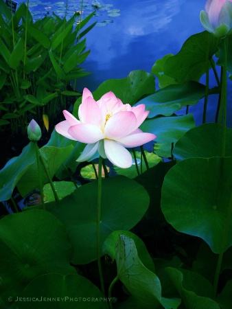 Twilight Lotus