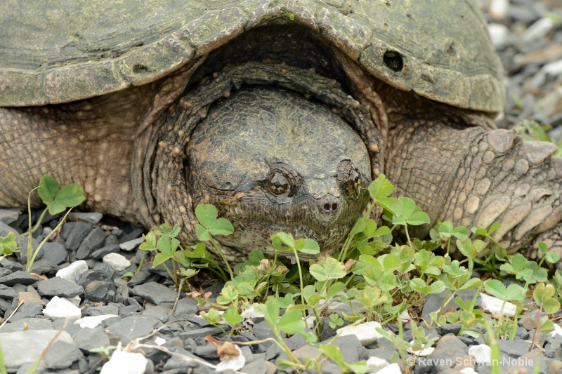 SnappingTurtle0613 021 4x6  - ID: 13922806 © Raven Schwan-Noble