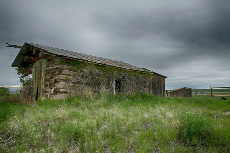abandoned shack  molt  montana image dsc5999