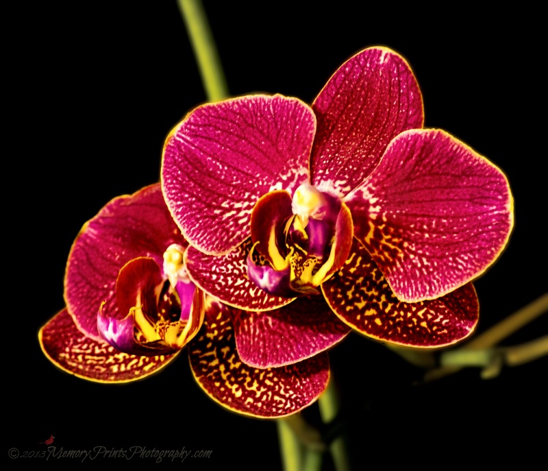 "Elusive Orchids"