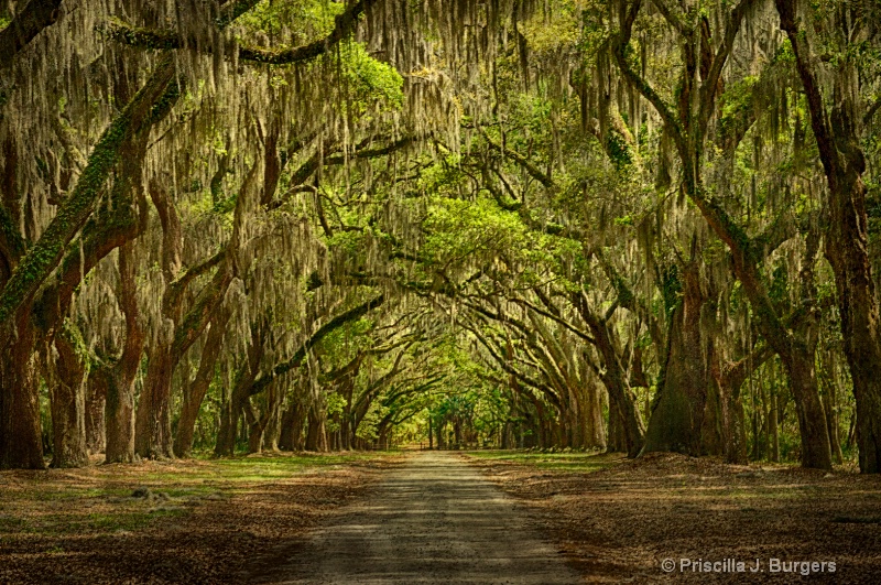 Peaceful Arbor