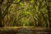 Peaceful Arbor