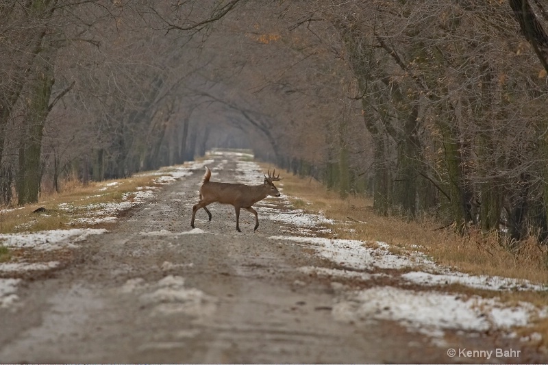 Whitetail Buck crossing road