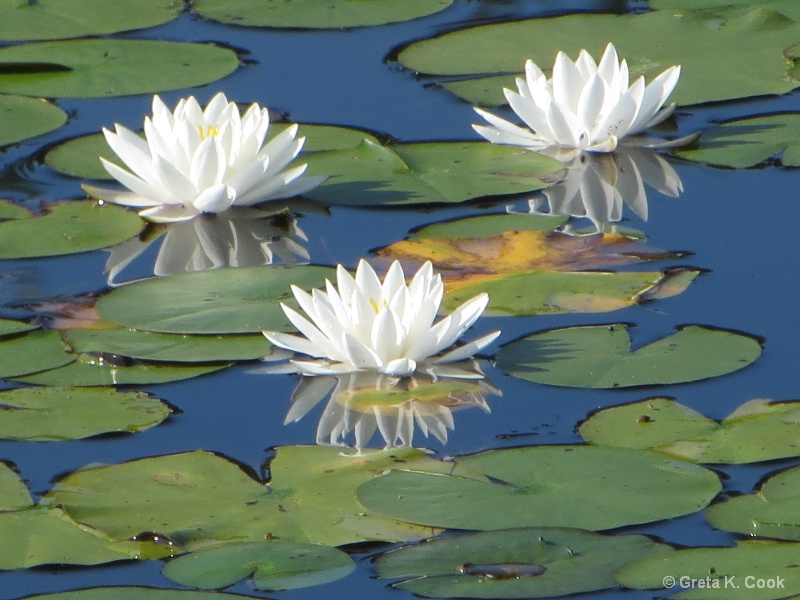 Pond Lilies Reflections