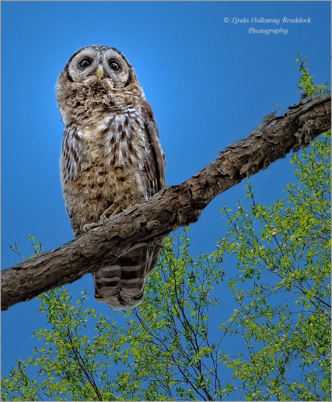 Baby Owl Watching