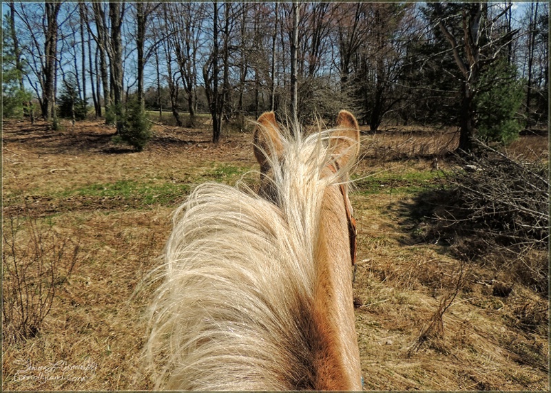 He Loves The Woods